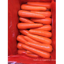 80-150g Nuevo Crop Fresh Carrot